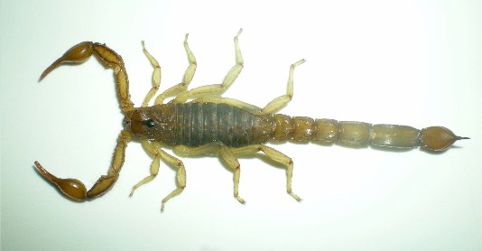 Unknown Peruvian scorpion