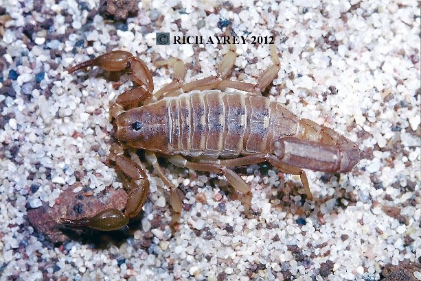 Lesser Stripe Tail Scorpion