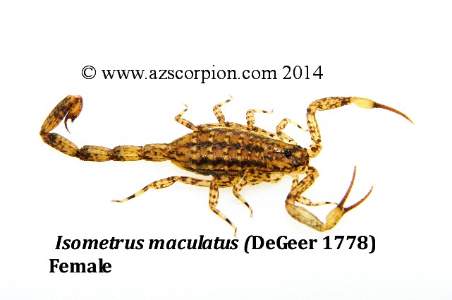 <i>Isometrus maculatus</i> Female