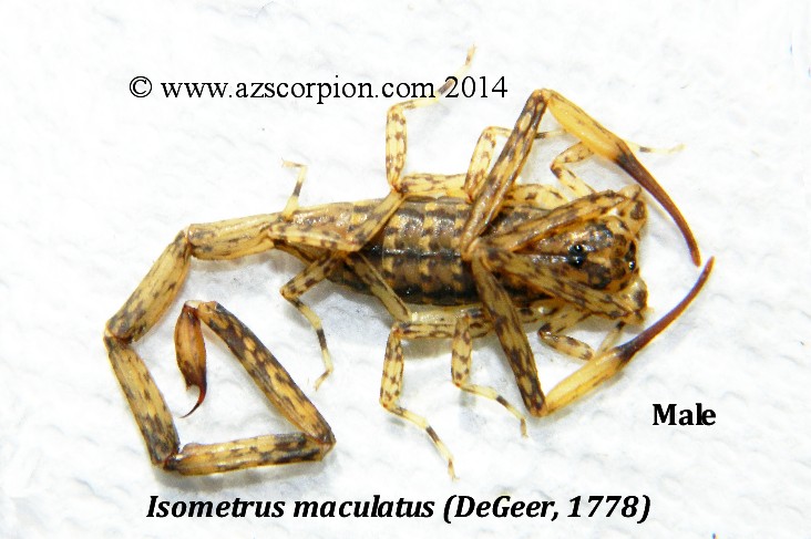 <i>Isometrus maculatus</i> Male