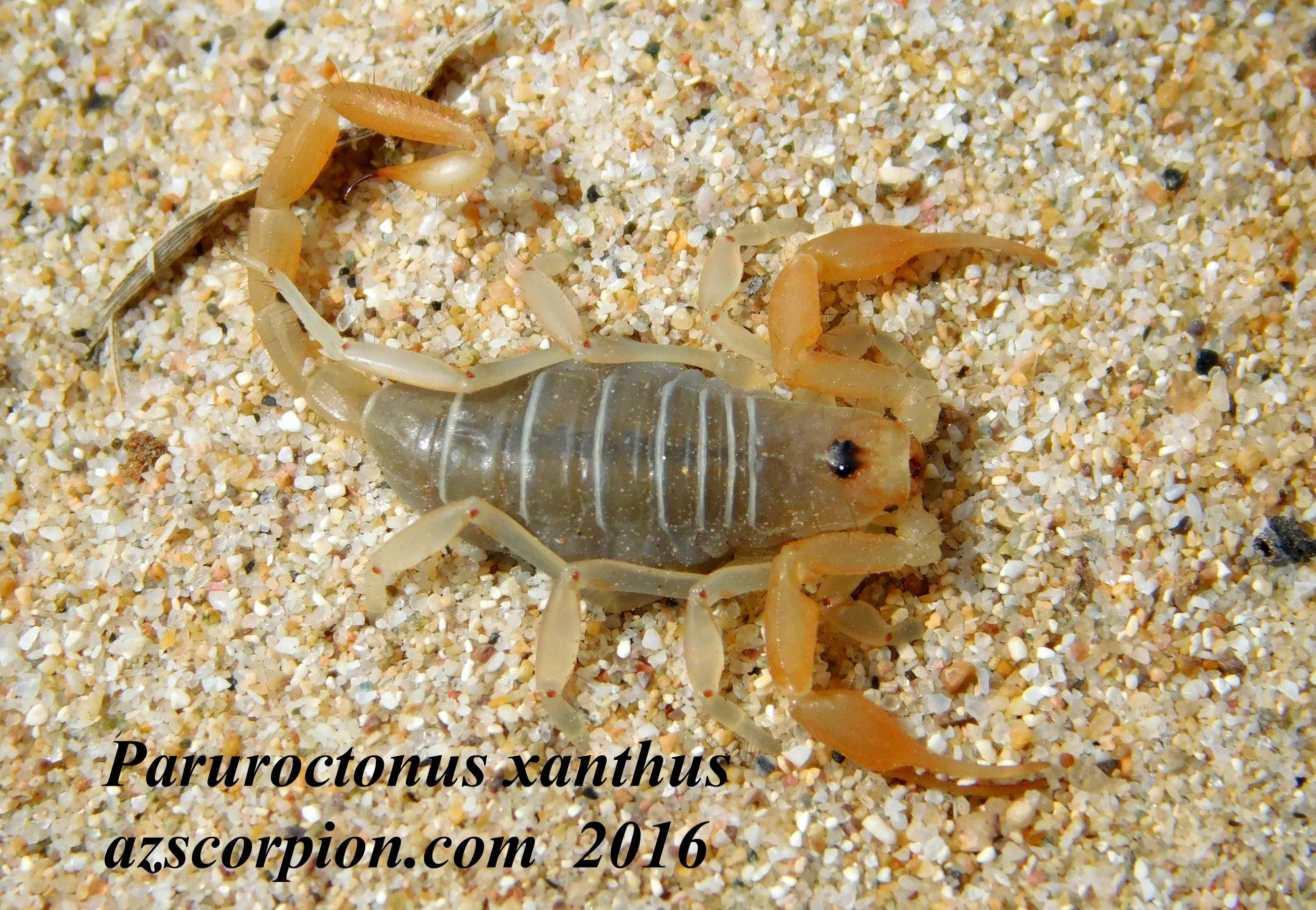 Swimmer Scorpion