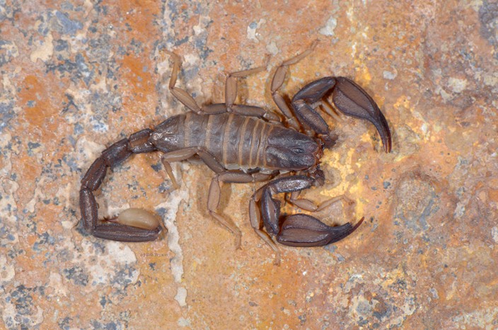 LA Scorpion