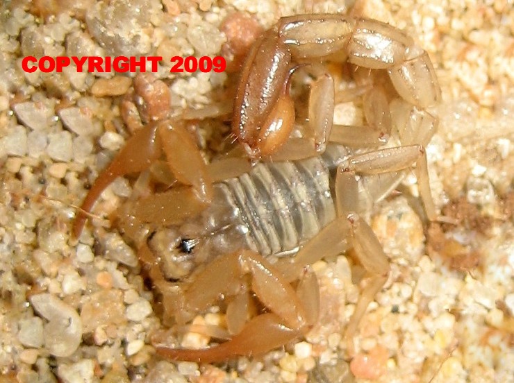 Types Of Scorpions In Texas Homes