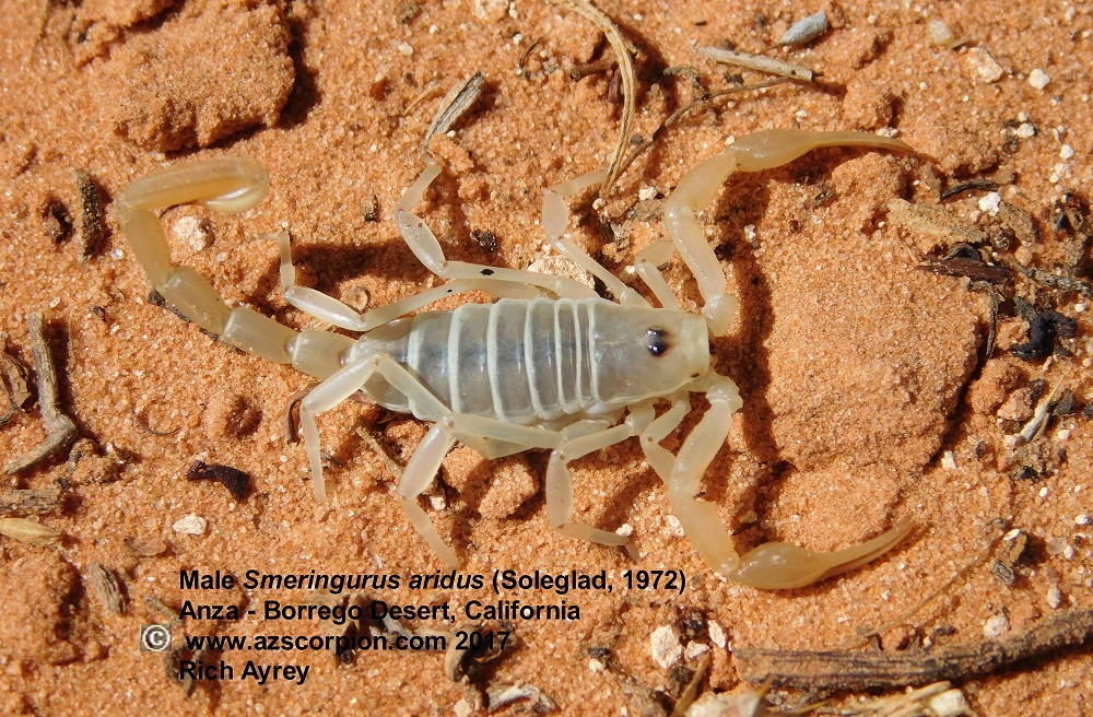 Dune Scorpion