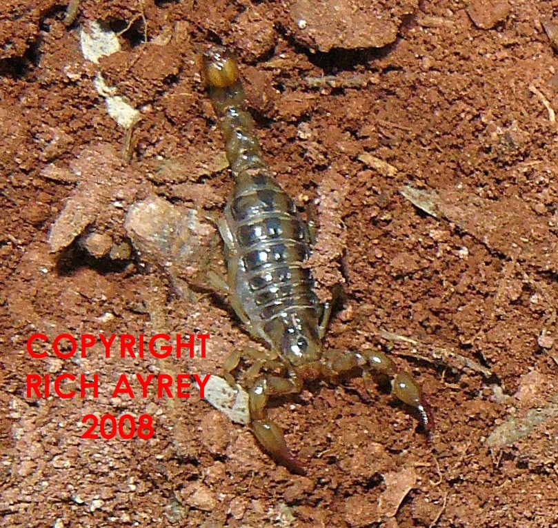 Gravid Female Superstition Mountain Scorpion
